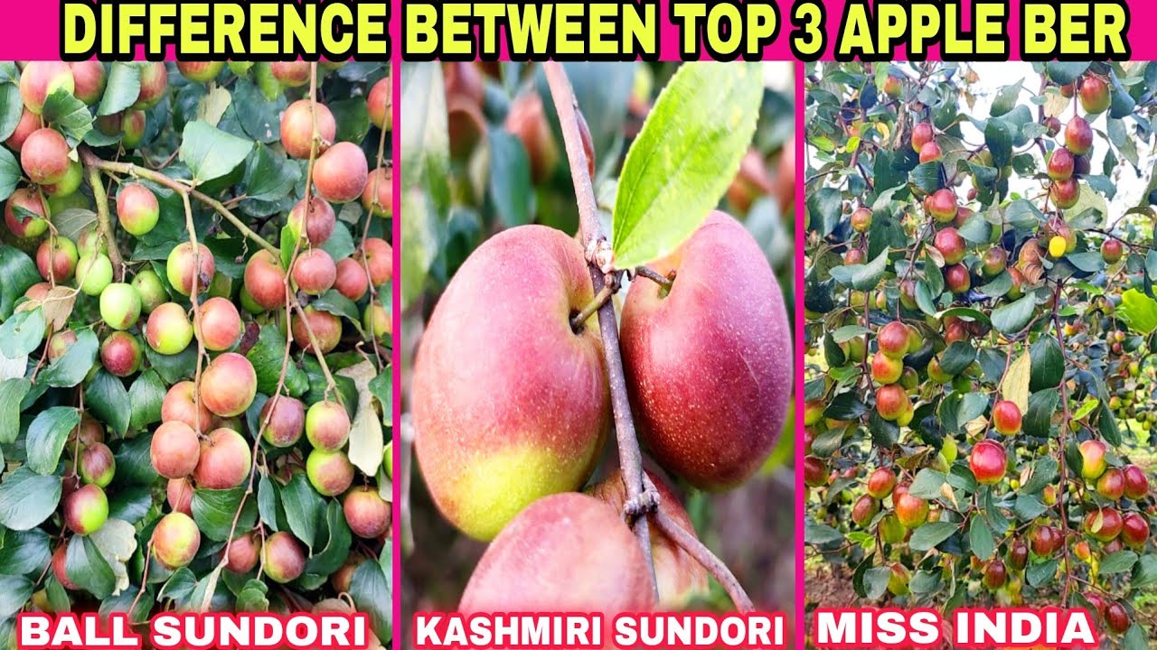 Difference Between Top 3 Apple Ber/ Apple Ber Ki Kheti/ Apple Ber Nursery In Kolkata