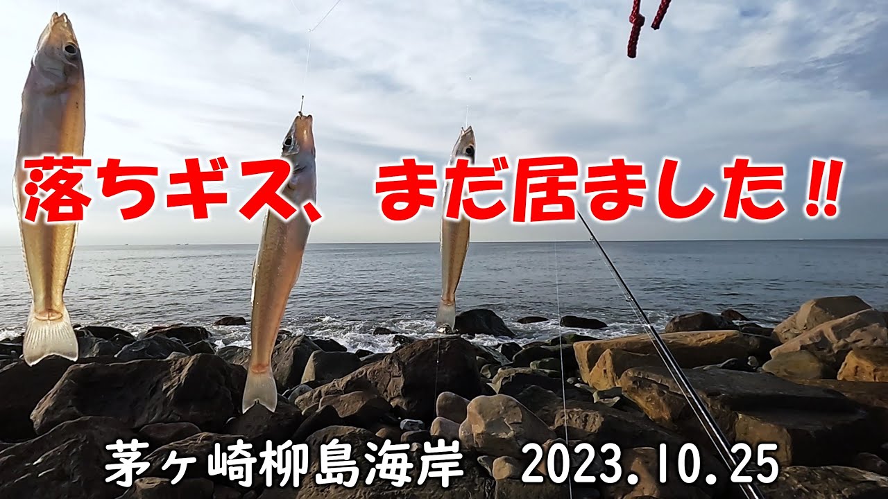 落ちギス、まだ居ました‼　茅ヶ崎柳島海岸