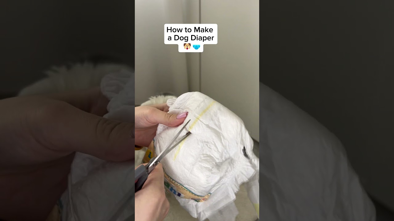 How to Make a Dog Diaper in 34 Seconds! ⏳🐶