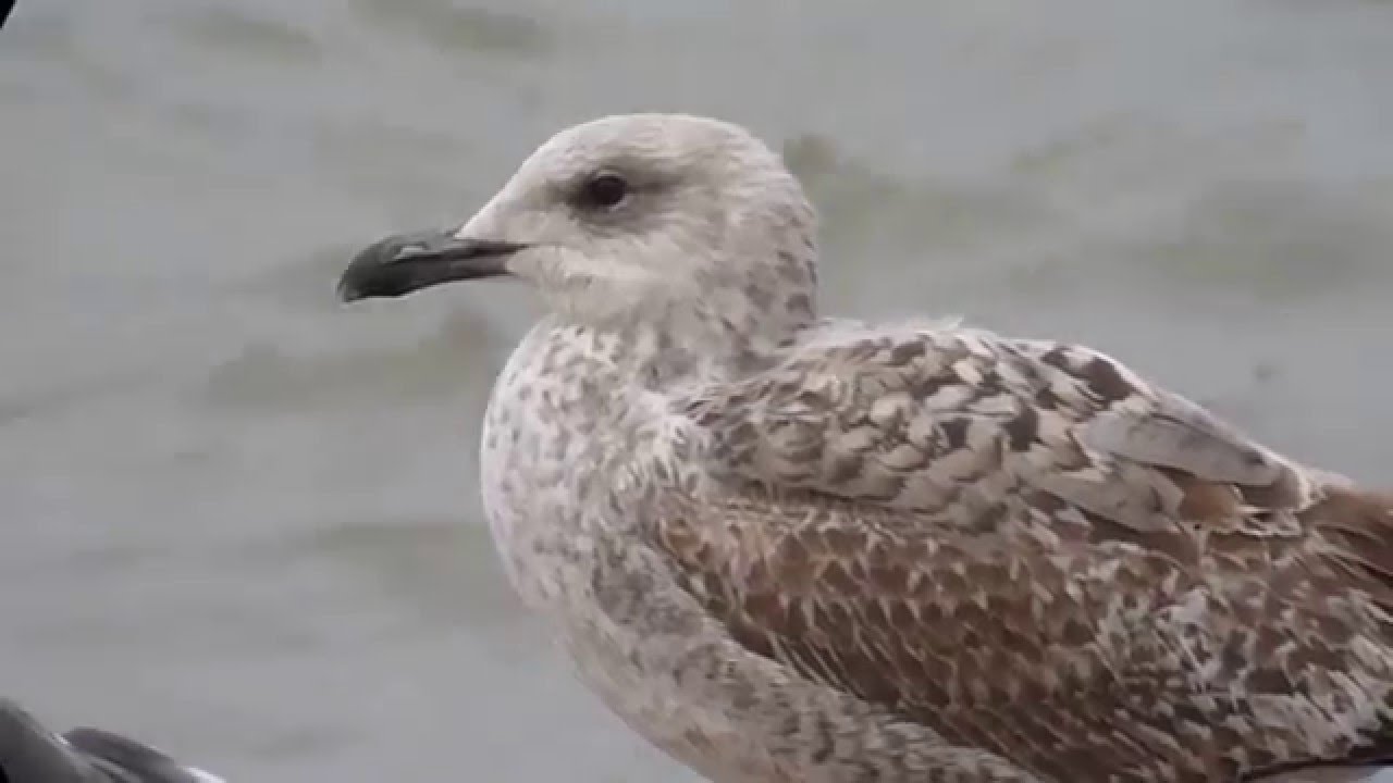 First winter Yellow-legged Gull