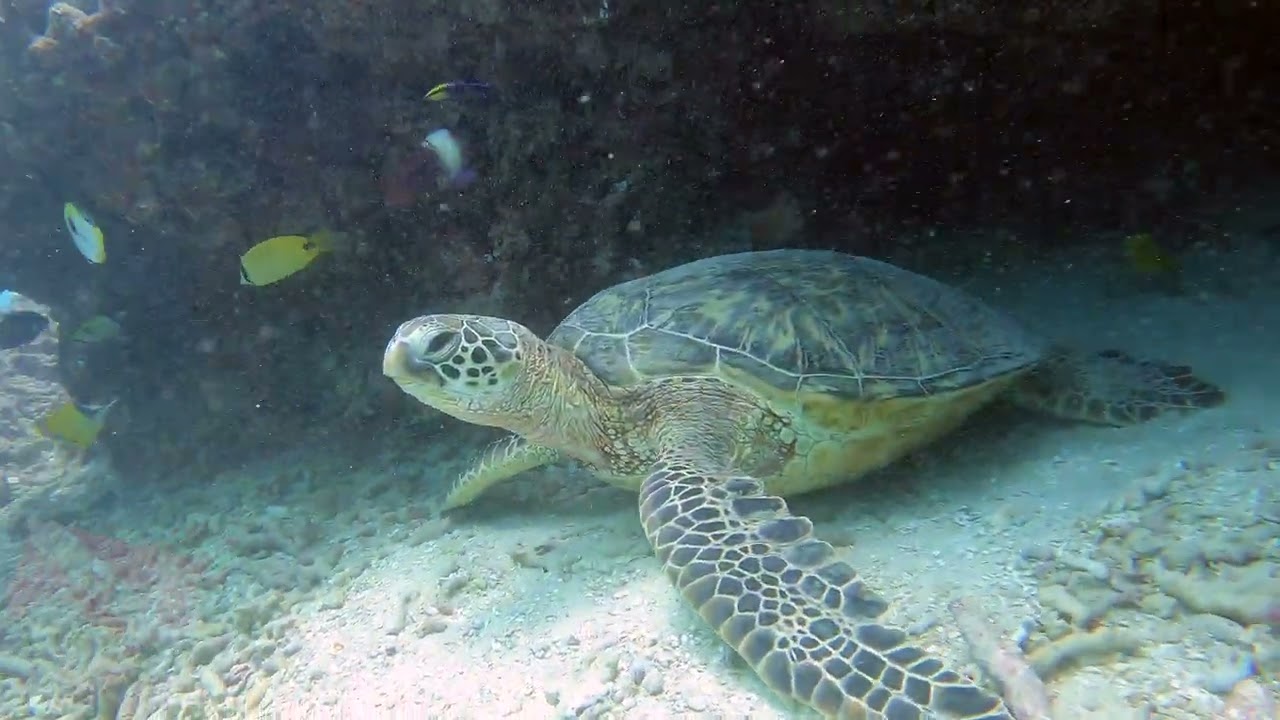 SCUBA diving in Honolulu - Vlog 725