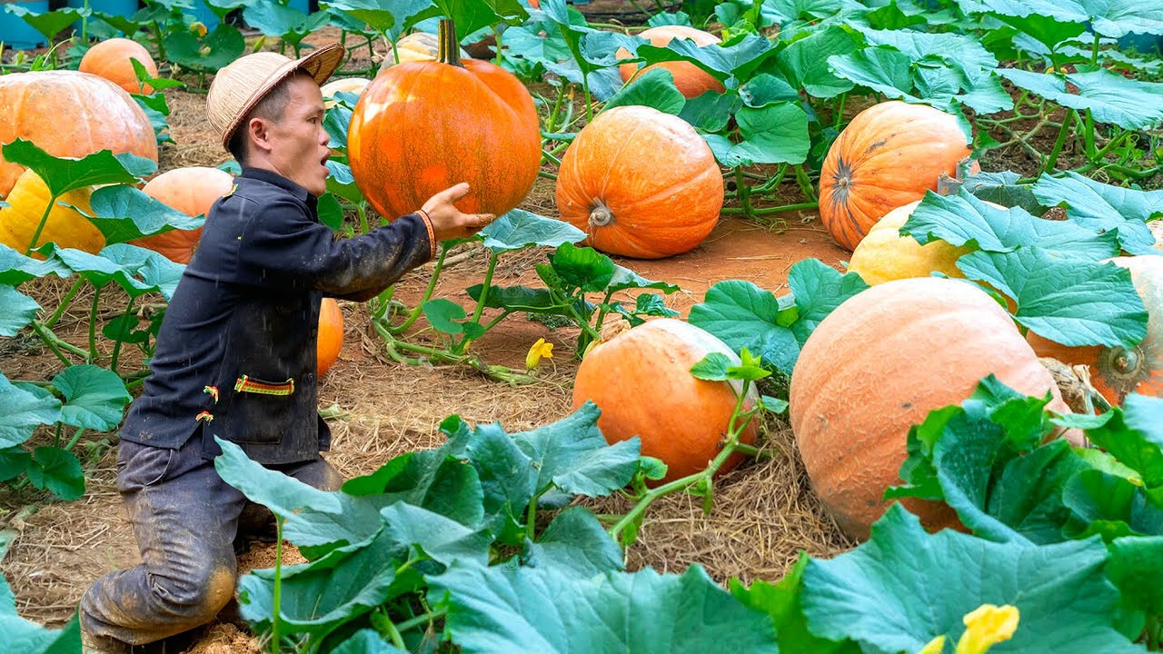 Dwarf family harvesting pumpkins to sell at market | How dwarf family harvests pumpkins