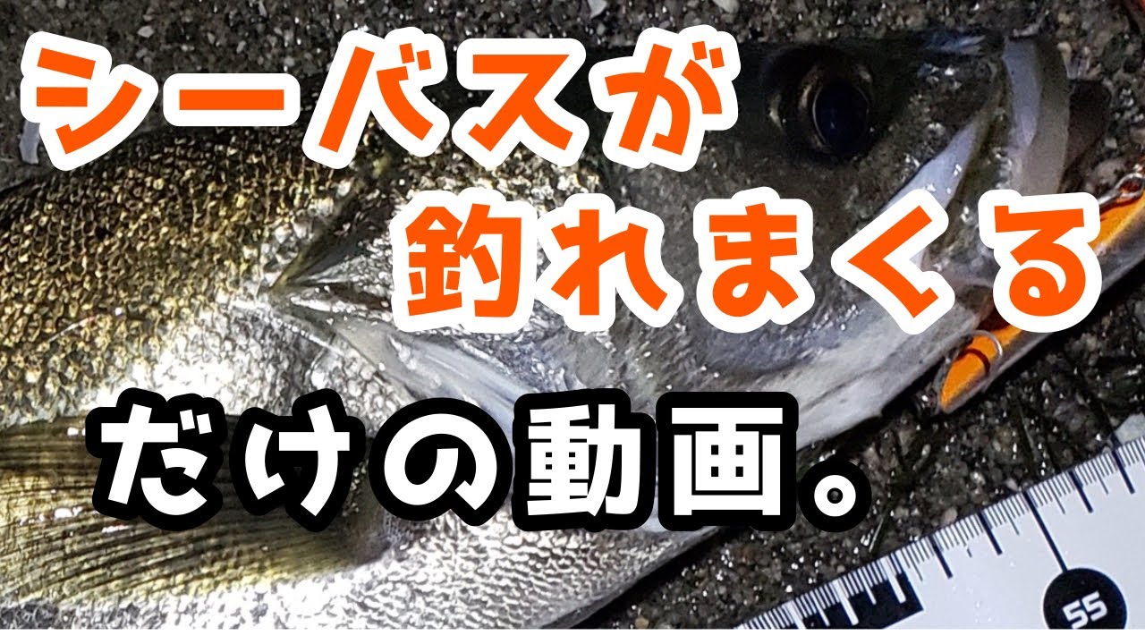 【ナイトシーバス】正に入れ食い！秋の荒食い状態突入。
