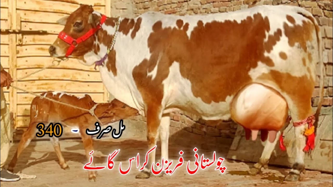 Cholistani frizen cross cow 18kg (03005104853) YouTube. 31-1-26