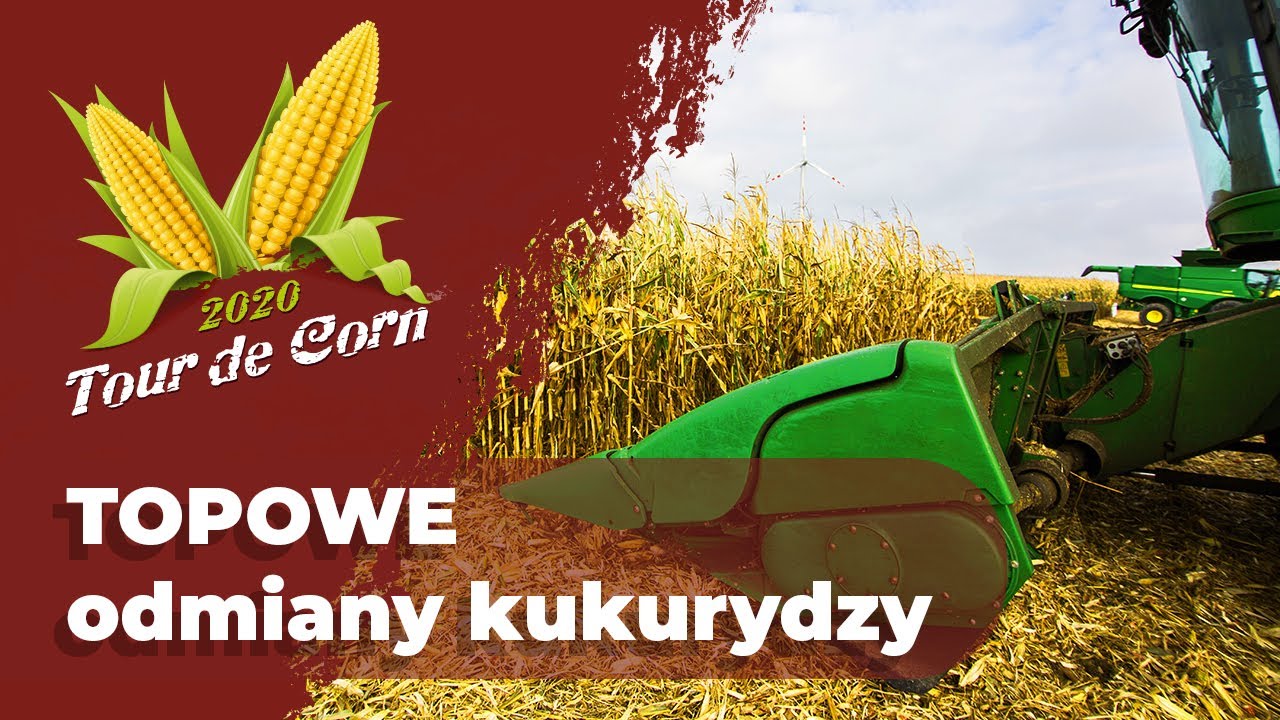 Topowe odmiany kukurydzy z Ampol-Merol
