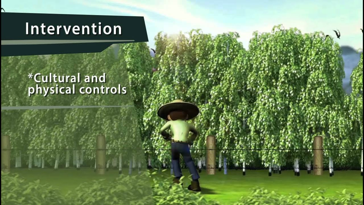What is IPM?