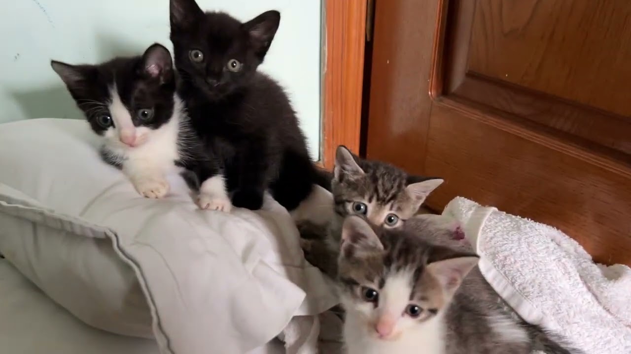 Tiny Kittens Joyfully Playing | Happy Baby Kittens