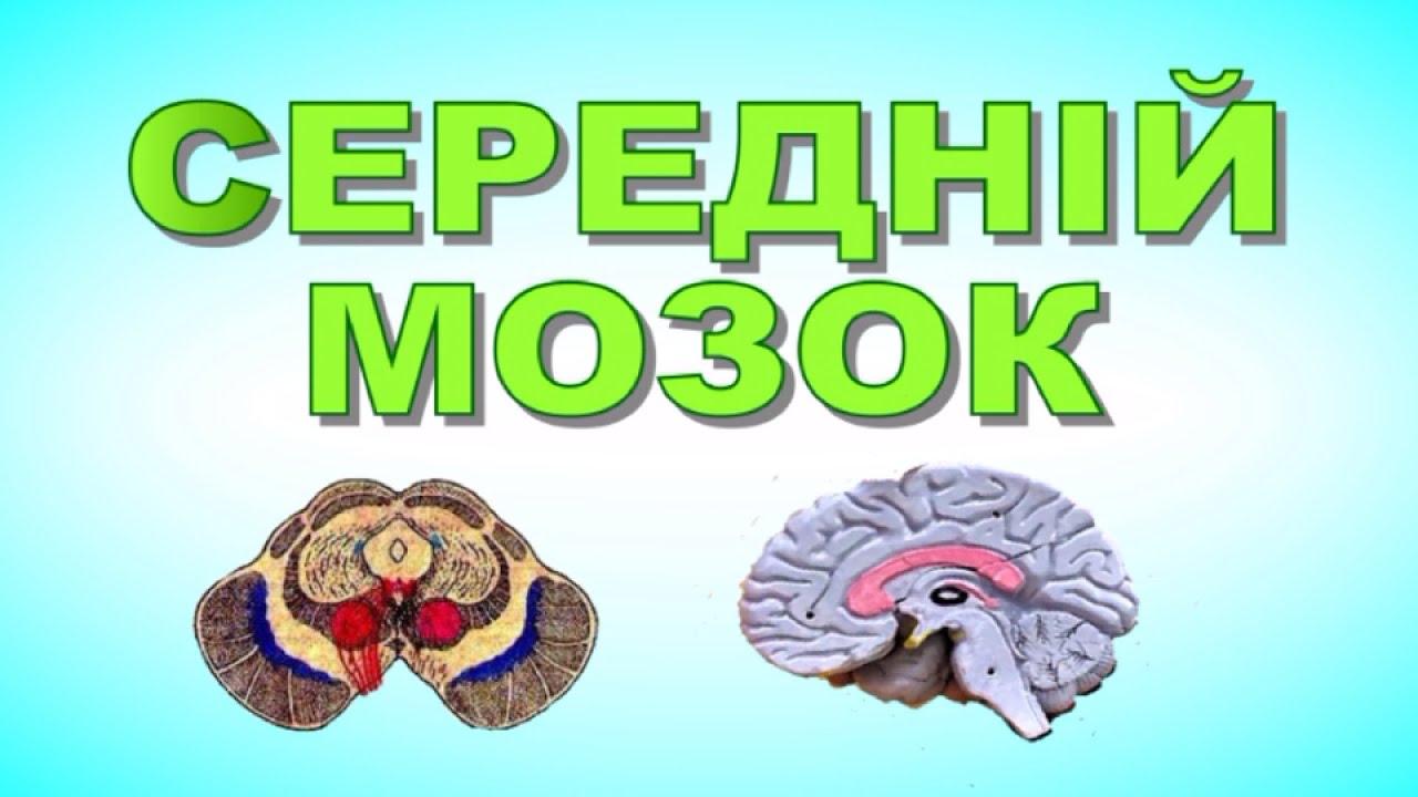 Анатомія середнього мозку.