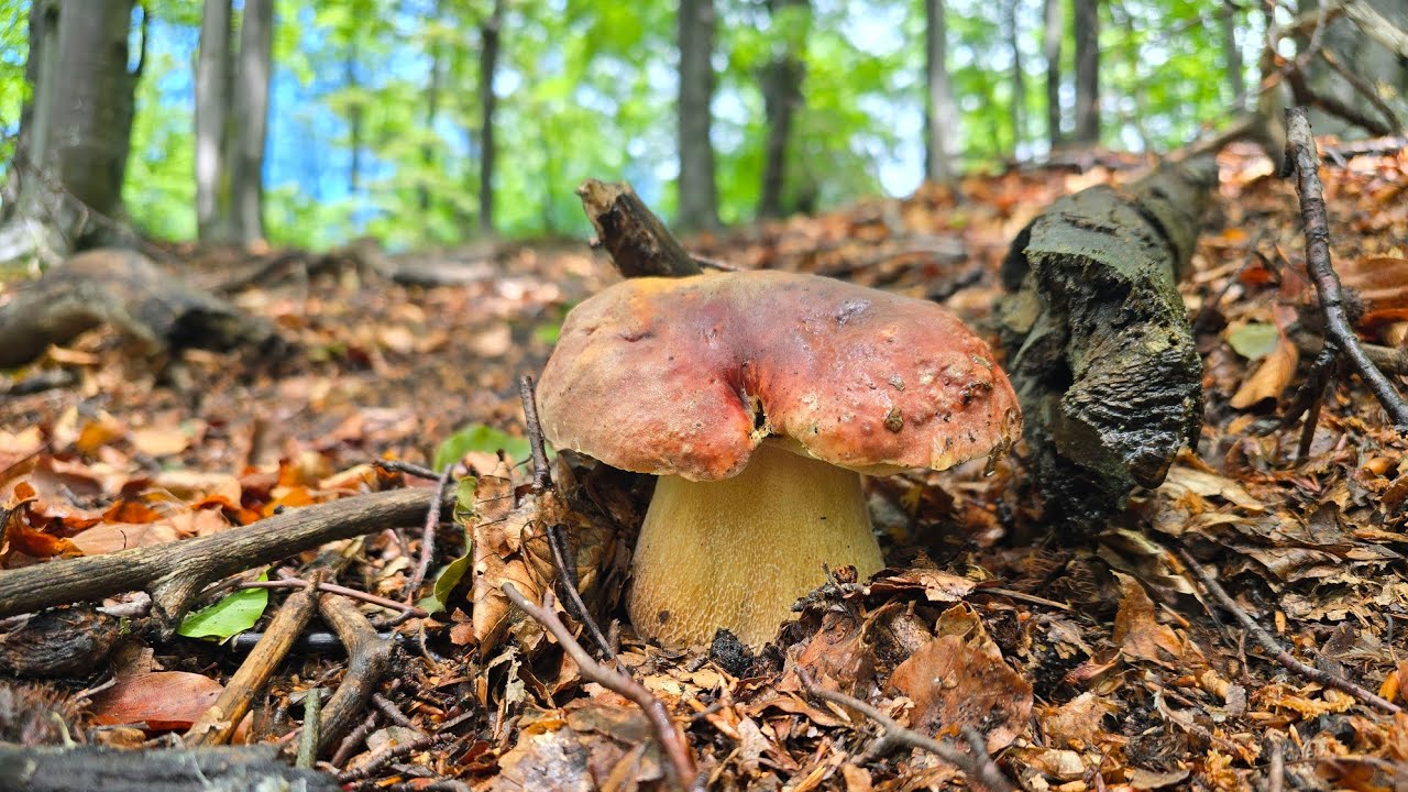 2024 Porcini estivi in faggeta. #funghiporcini