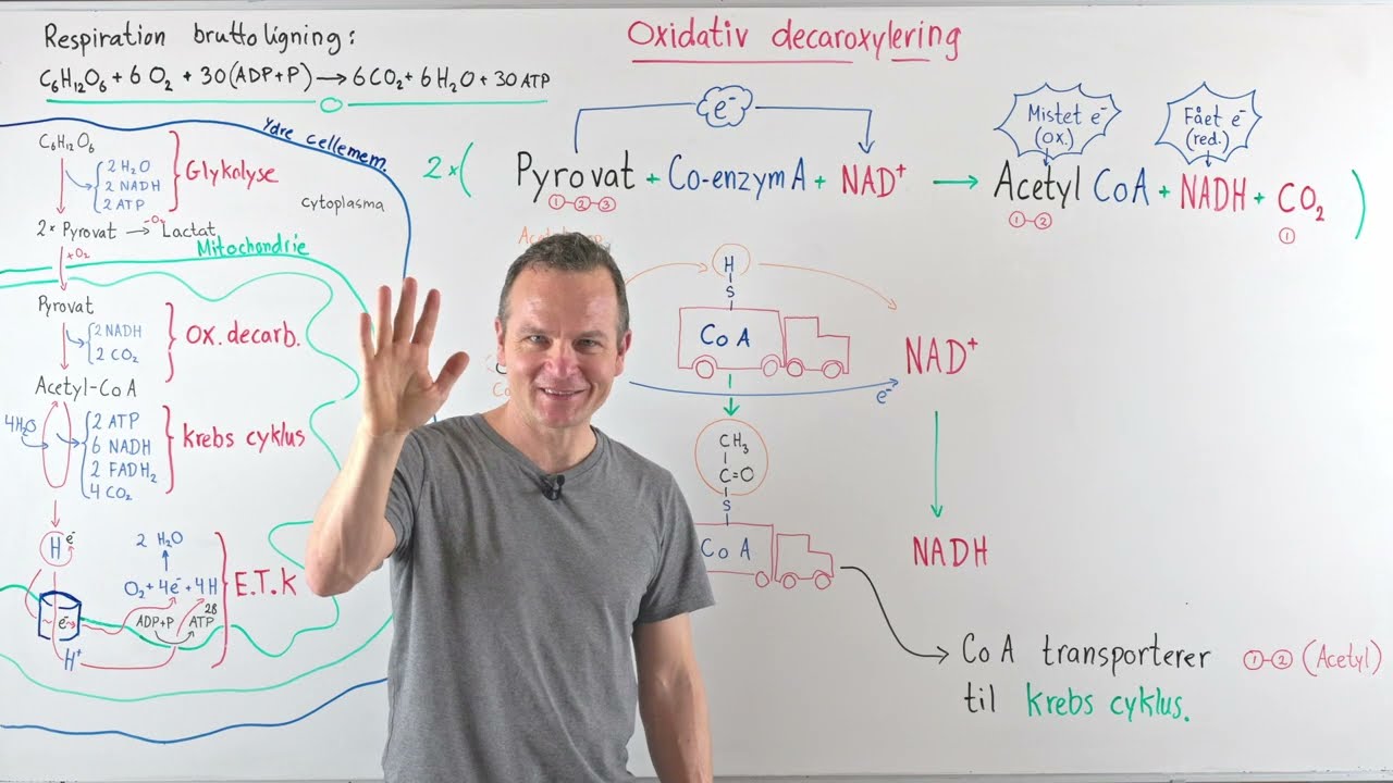 Oxidativ decarboxylering