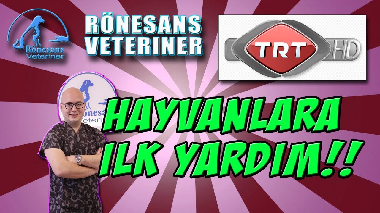 Köpek ilk yardım | Kedi ilk yardım Rönesans Veteriner anlatıyor