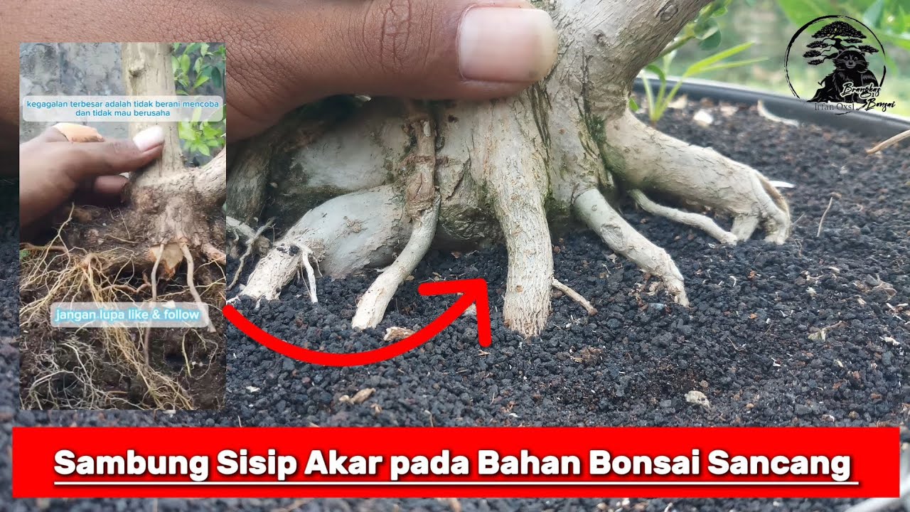 Sambung sisip akar bahan bonsai sancang 