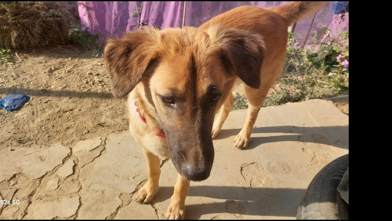 Rupak Jyoti’s German Shepherd Dogs, singing 🎤, dancing🐕, and stealing hearts 💖, Bengali songs