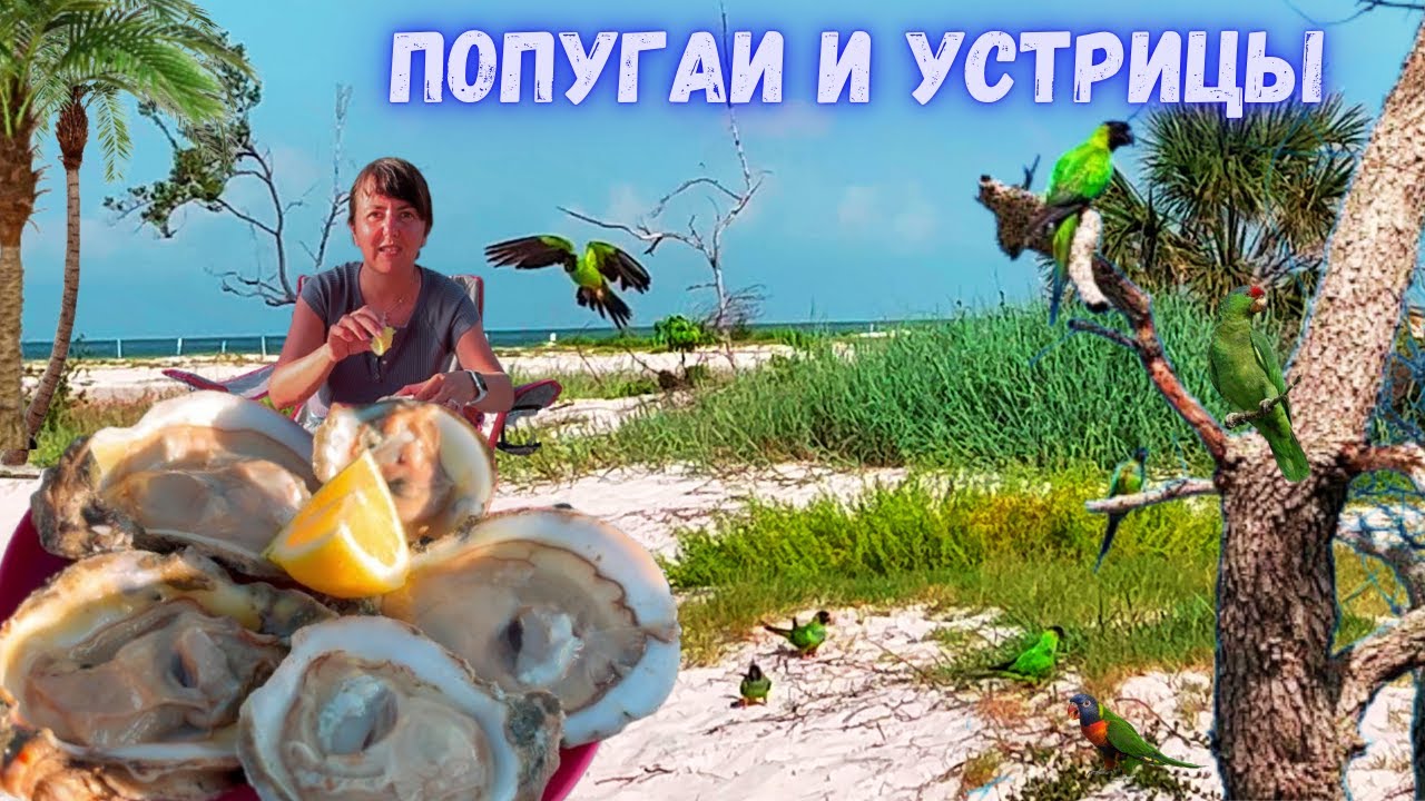 Стая попугай окружило, НЕ оторваться. Ящик Устриц. Отдых в Флориде с палаткой. Путешествие. Vlog
