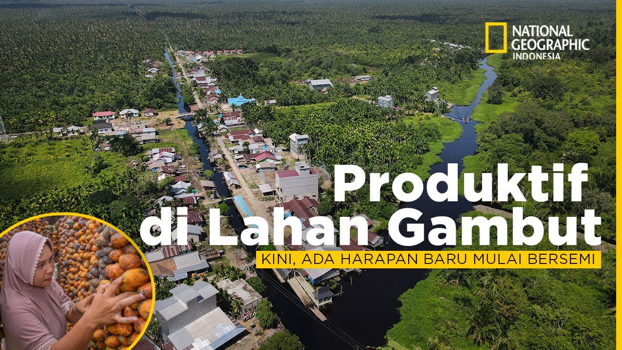 Pengolahan Lahan Gambut Tanpa Bakar Menjaga Kesuburan Gambut