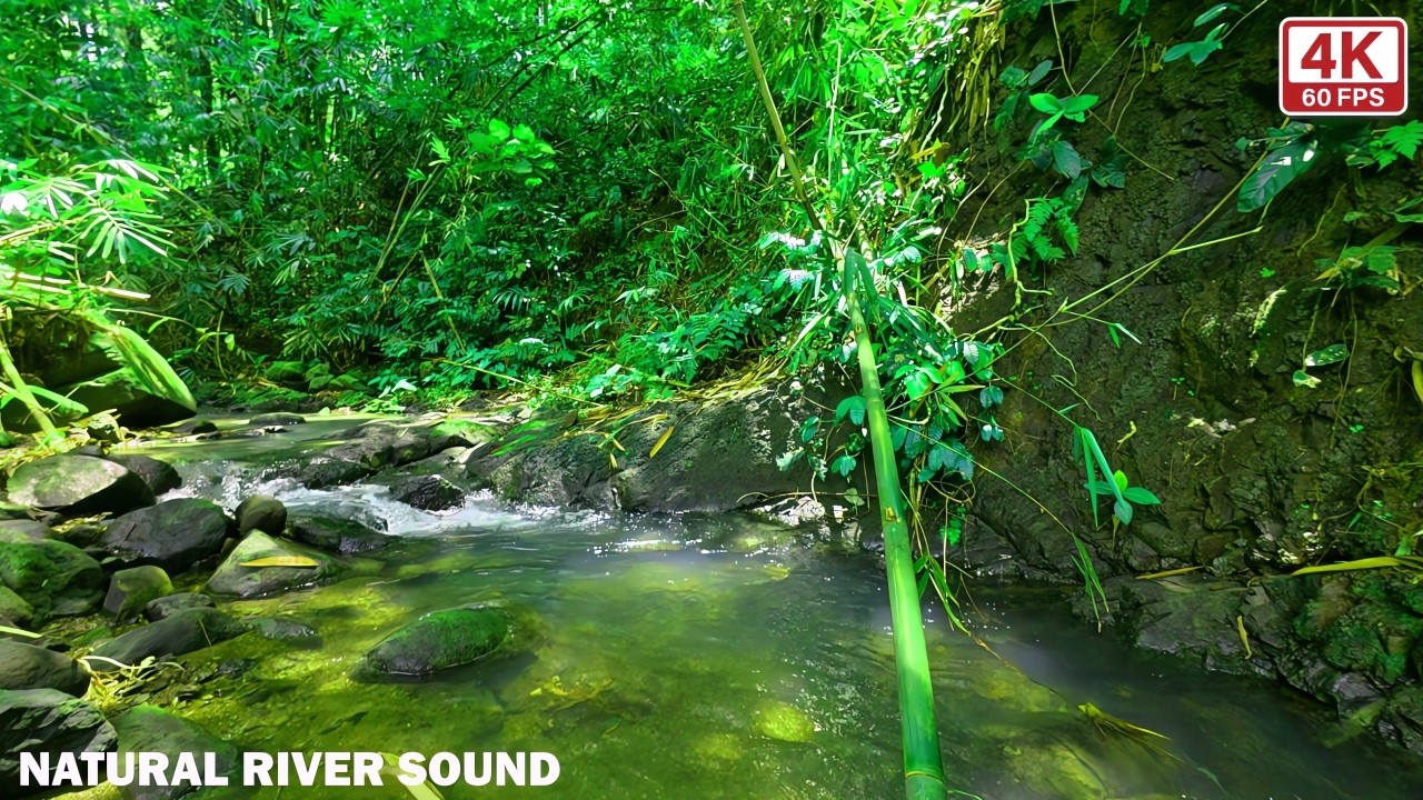 10 Hours of Real River Sounds & Soft Birds – No Music, Just Pure Nature Ambience