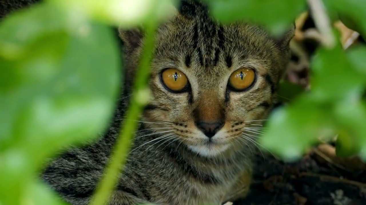 adorable animal calls deep in forest #ultrahd
