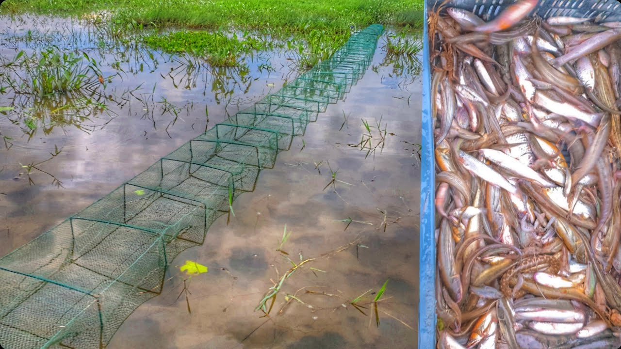 Cast Ring Net Fishing with beautiful natural | Really Beautiful Village Fishing with Long Ring Net