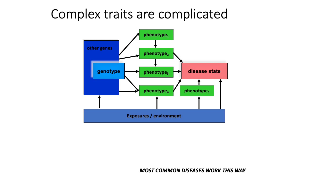 MCB 182 Lecture 12.2 - Mendelian versus complex trait genetics
