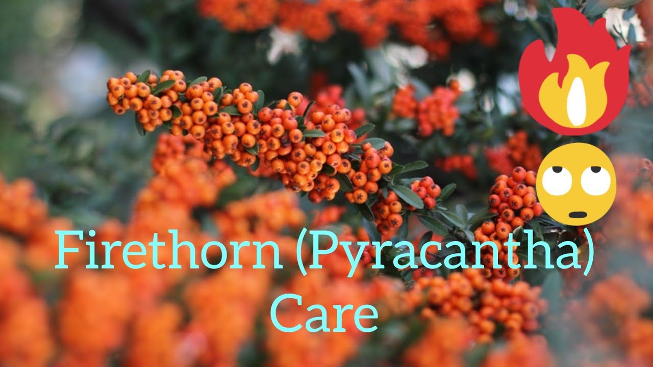 Pyracantha Care and Tips