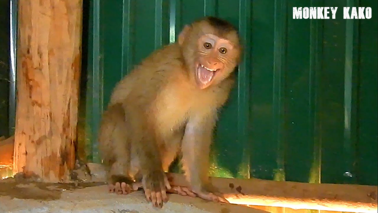 Monkey Kako Crying Very Loudly Refuse Taking Bath At My Brother Toilet Home