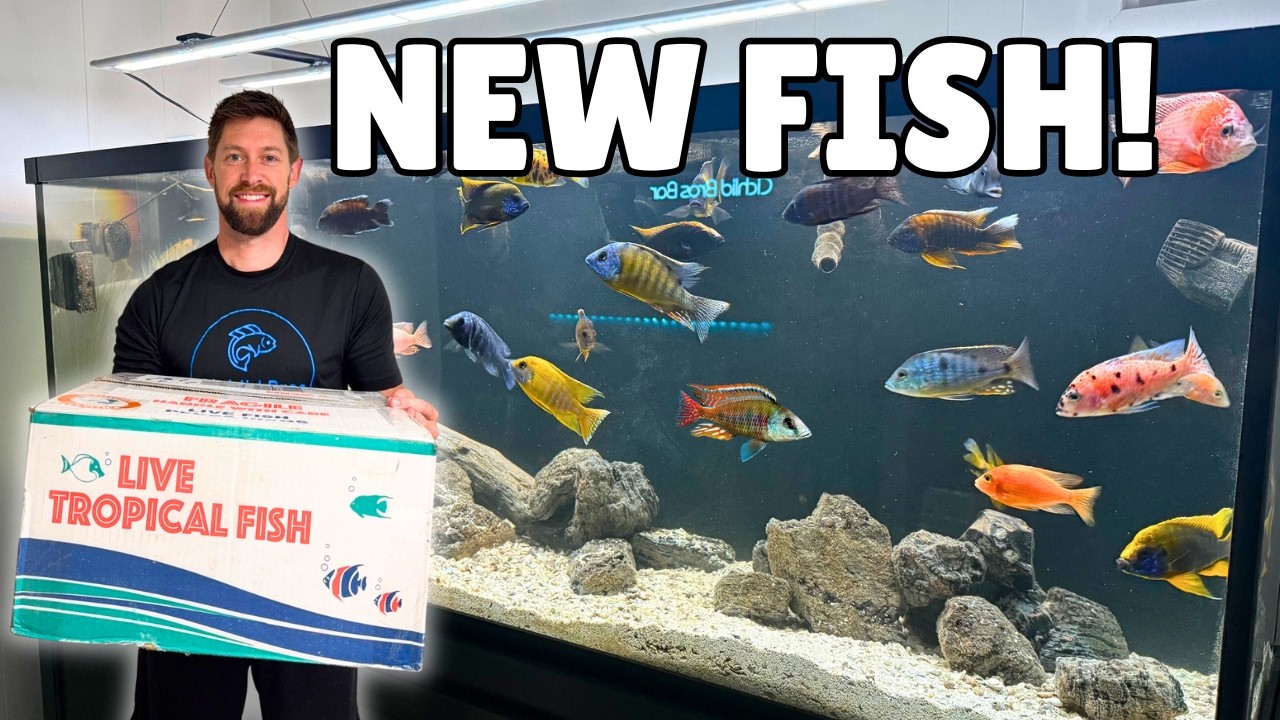 Unboxing Big Colorful African Cichlids for the Fish Room!