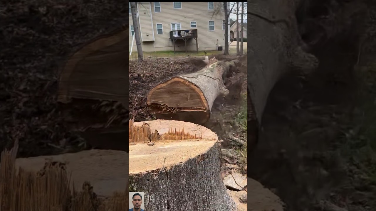 Safe Tree Removal Near Residential Homes 🏡