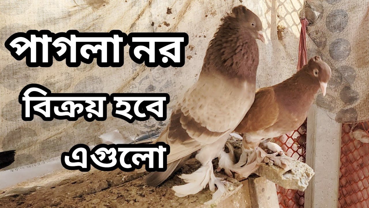 কিছু উন্নত মানের কবুতর বিক্রয় করার হবে||#realpigeonlover #pigeonlaver #pigeon #video #kabutar 