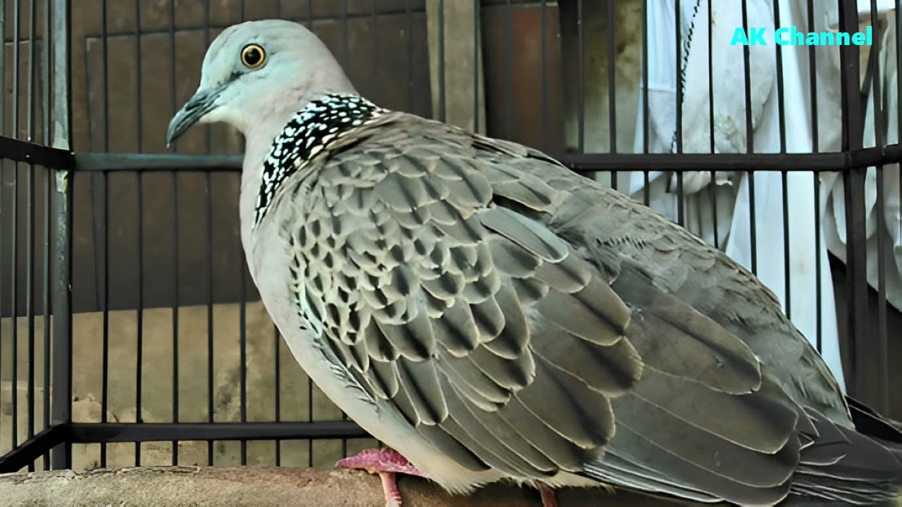(Multi kuk) Suara pancingan burung derkuku tekukur kuk 5