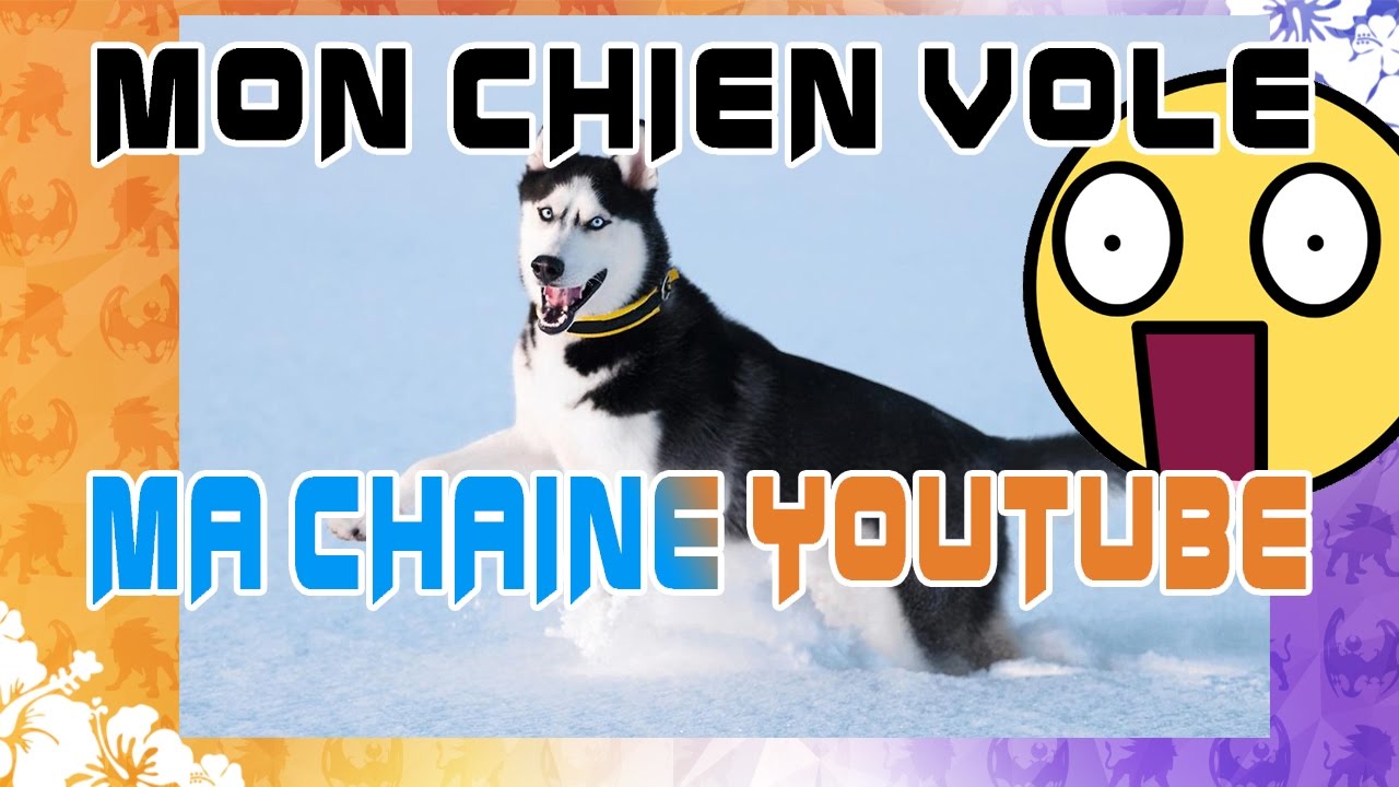 OMG Mon chien vole ma chaine youtube