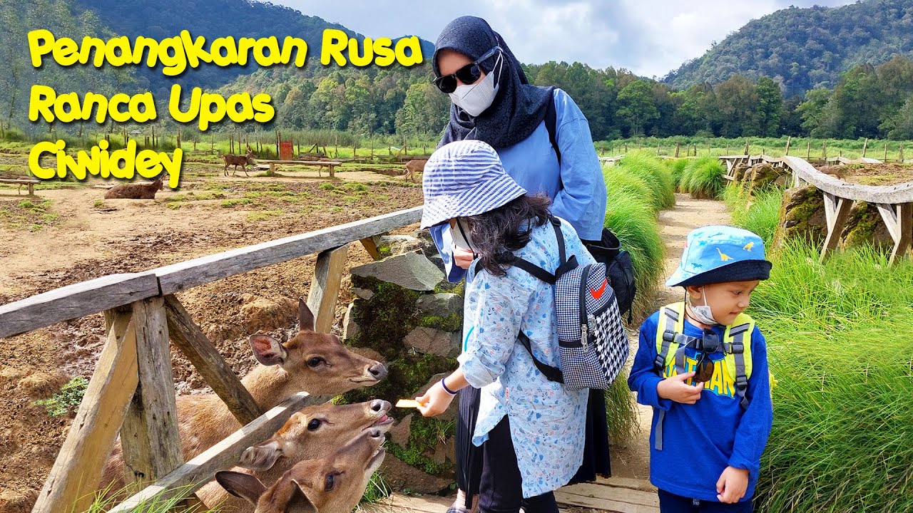 PENANGKARAN RUSA RANCA UPAS DI CIWIDEY