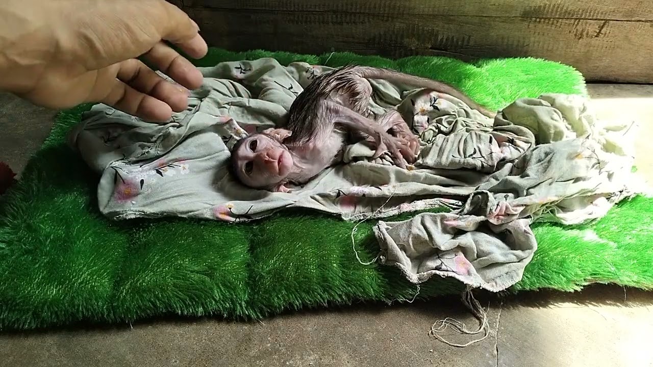 bathe the baby monkey and drink milk wearing clothes