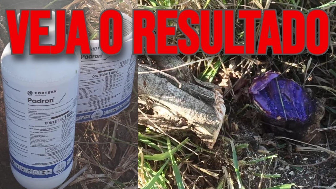 RESULTADO da aplicação do HERBICIDA PADRON no TOCO