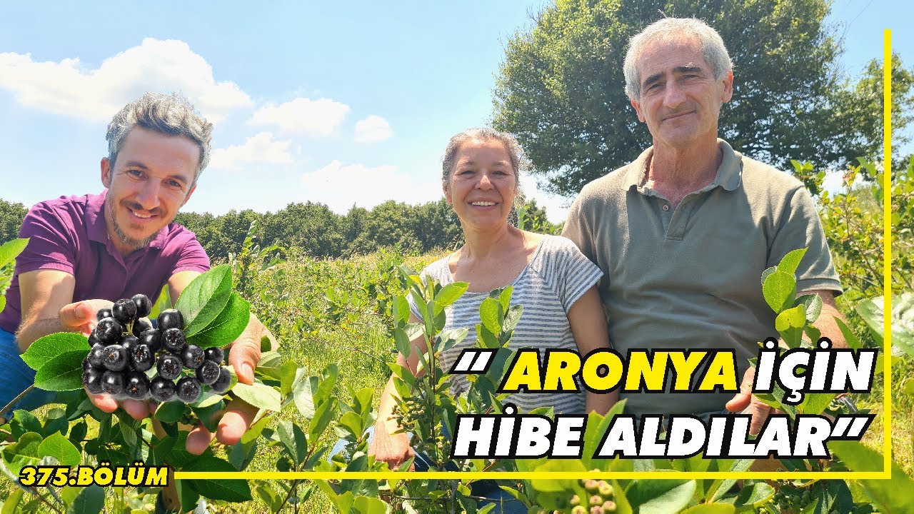 Avustralya&rsquo;dan k&ouml;ylerine g&ouml;&ccedil;en emekli &ccedil;iftin hibeyle b&uuml;y&uuml;tt&uuml;ğ&uuml; SIRADIŞI MEYVE ARONYA !(Yalova)