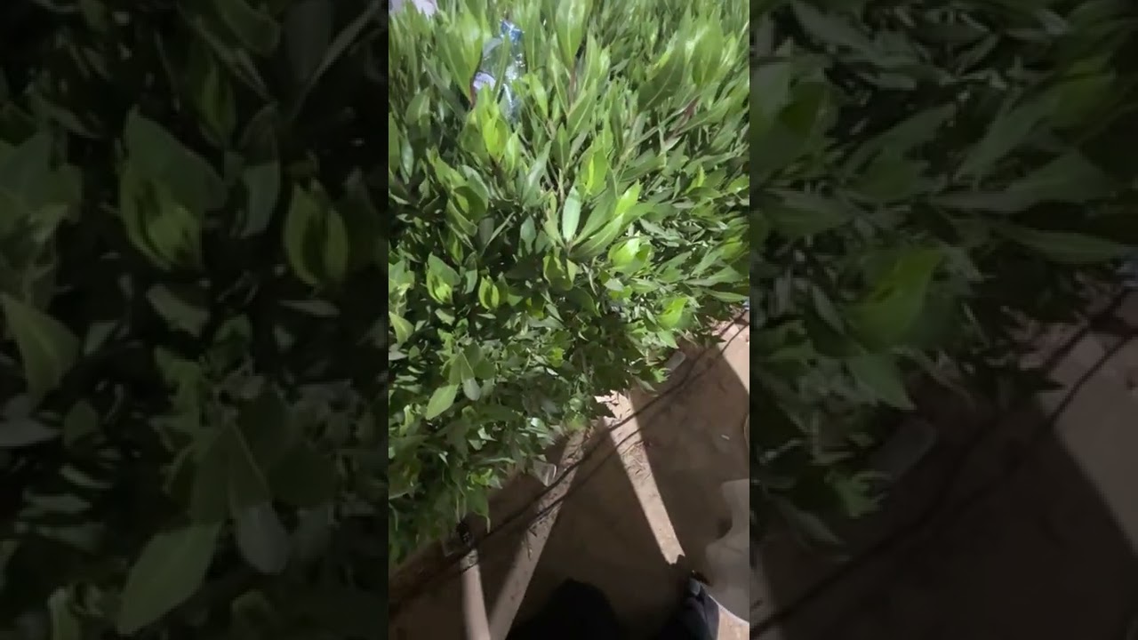 سامري بن مرضي