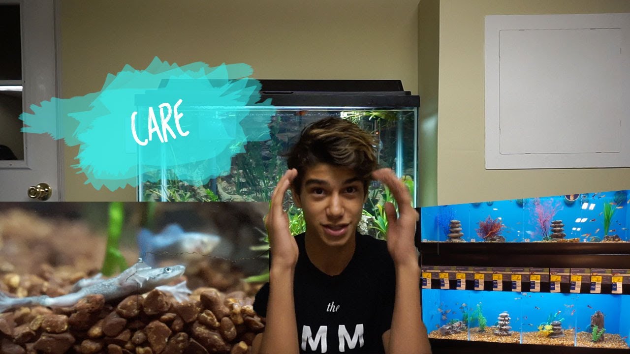 GETTING AN AFRICAN DWARF FROG & CARE