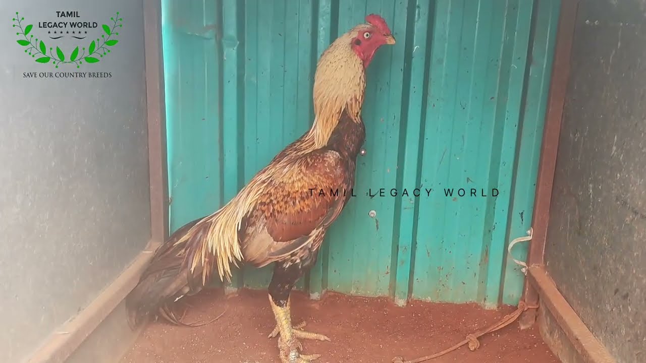 Seval valarpu 