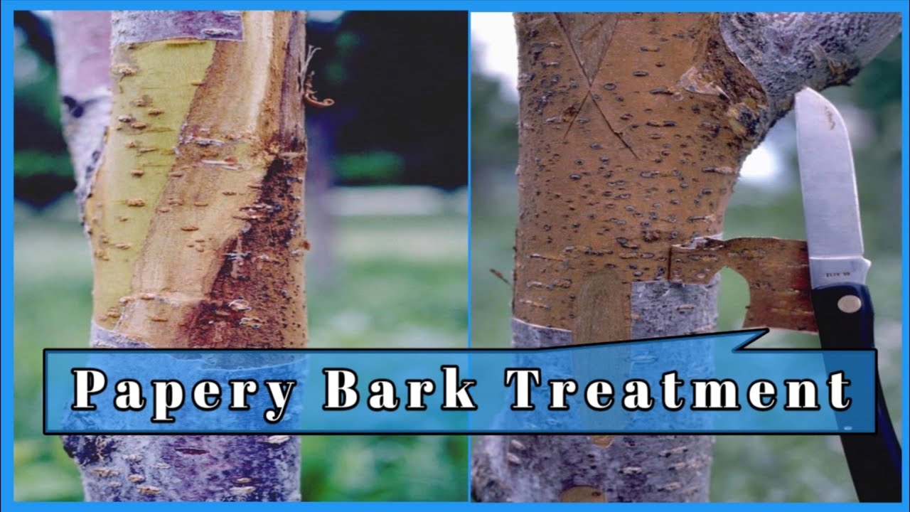 Papery Bark of Apple | Papery Bark Treatment | Sappy Bark Treatment | HIMALAYAN FARMING |Live Update