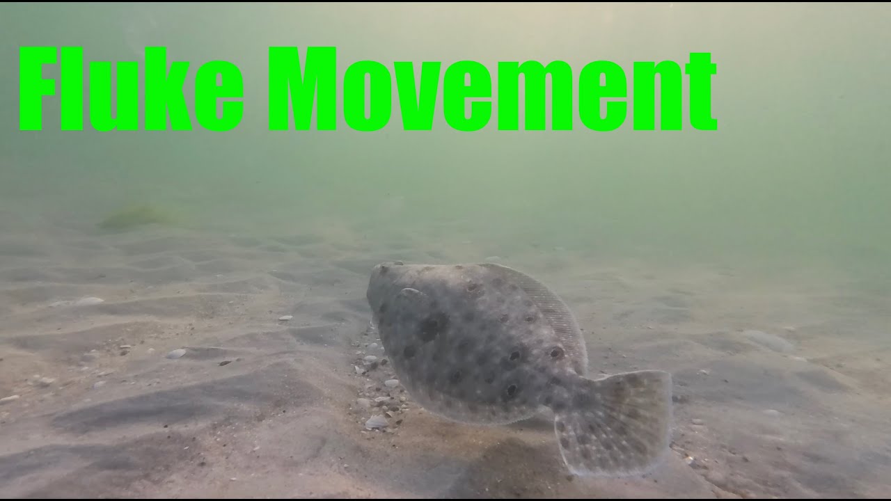 Swimming with Summer Flounder (fluke) - Understanding the Movement of Summer Flounder
