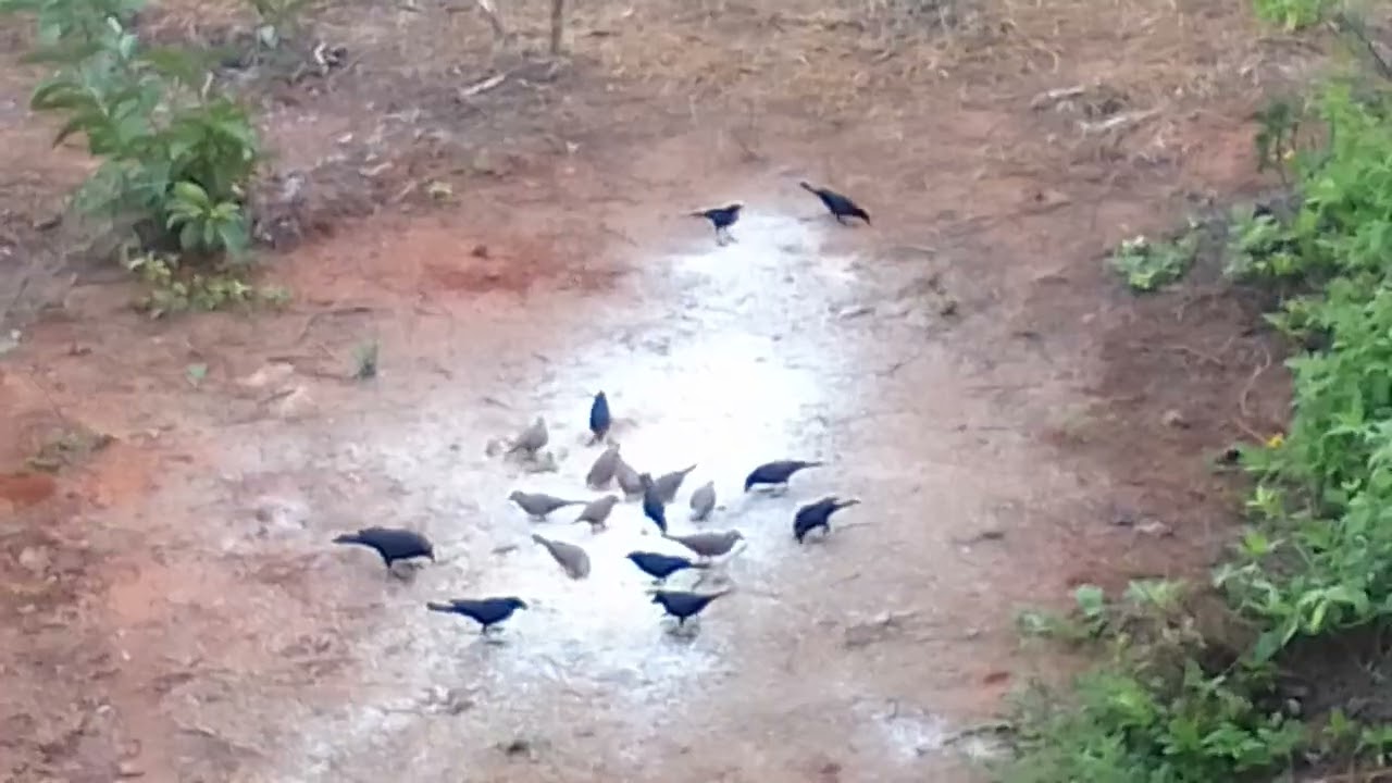 Aves IBIRATAIA 