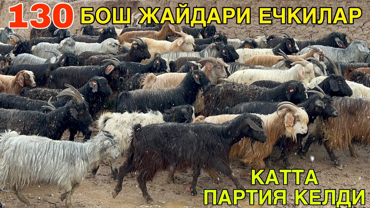 ЕТТИ ХАЗИНА КЕЛДИ. ☎️+998883119389