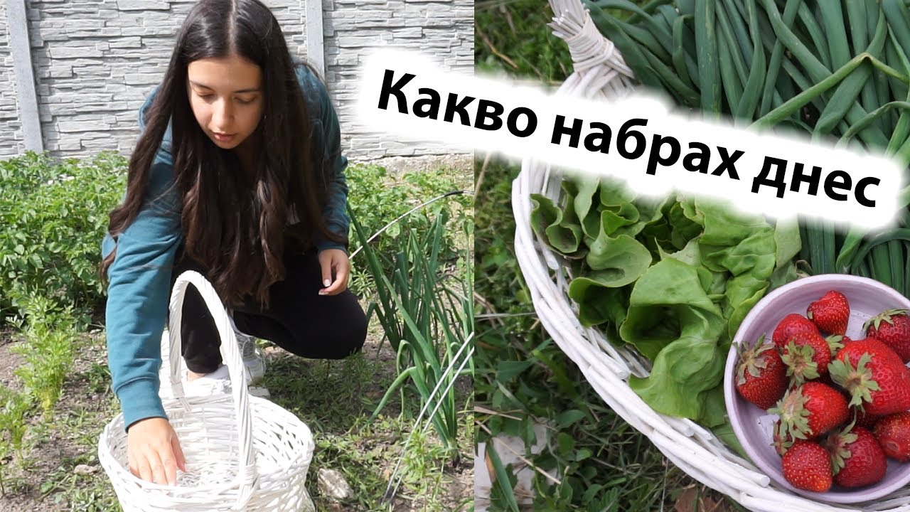 ВЕРТИКАЛНО ОТГЛЕЖДАНЕ НА ТИКВИЧКИ? Какво набрах от градината ни днес