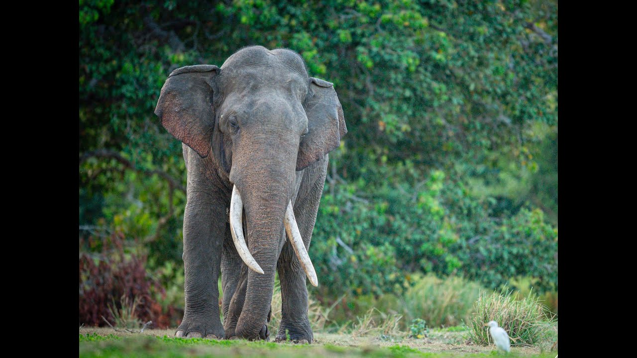 Rare Tusker From Sri Lankan Wilderness