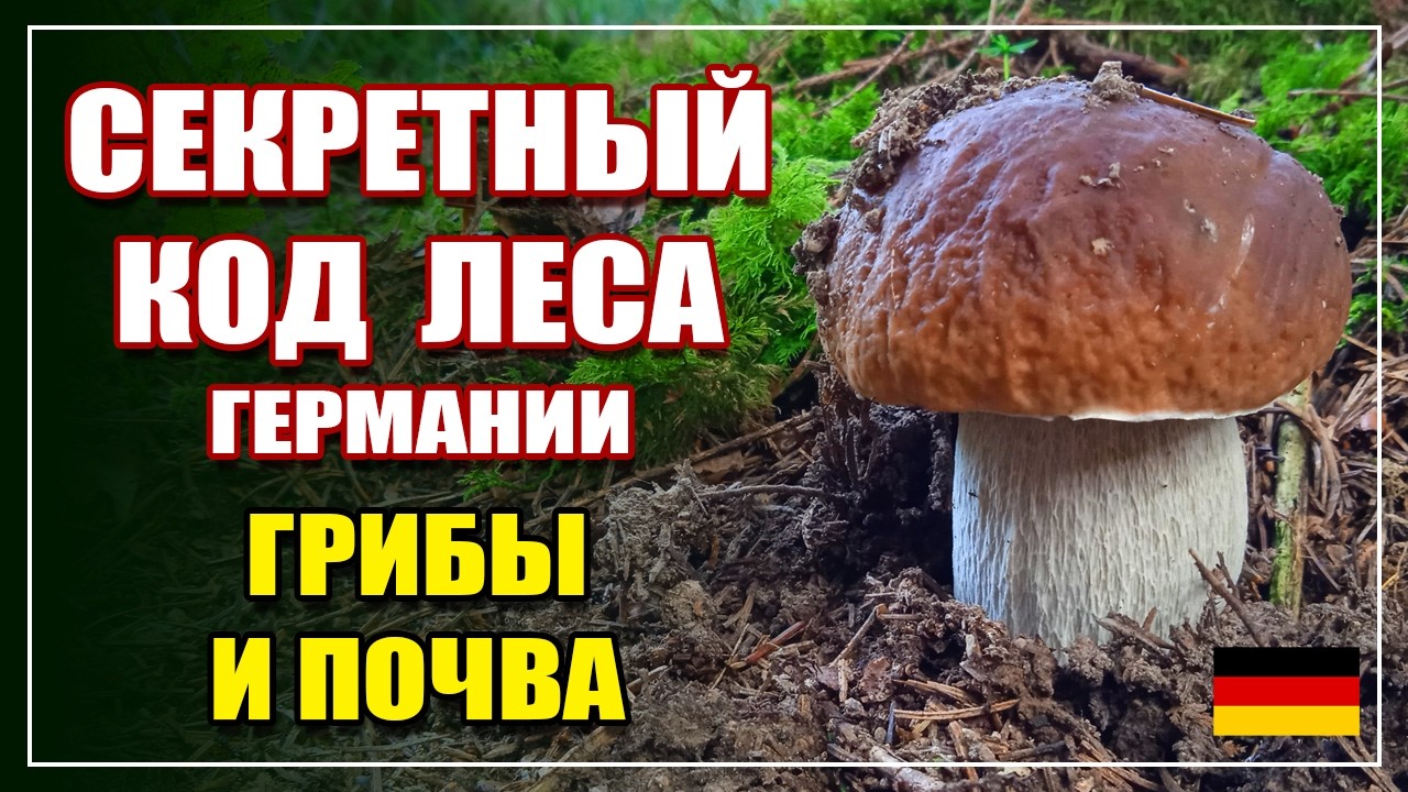 ГДЕ ИСКАТЬ ГРИБЫ в Германии! СЕКРЕТЫ ГРИБНИКА! Кислотность почвы и грибы.
