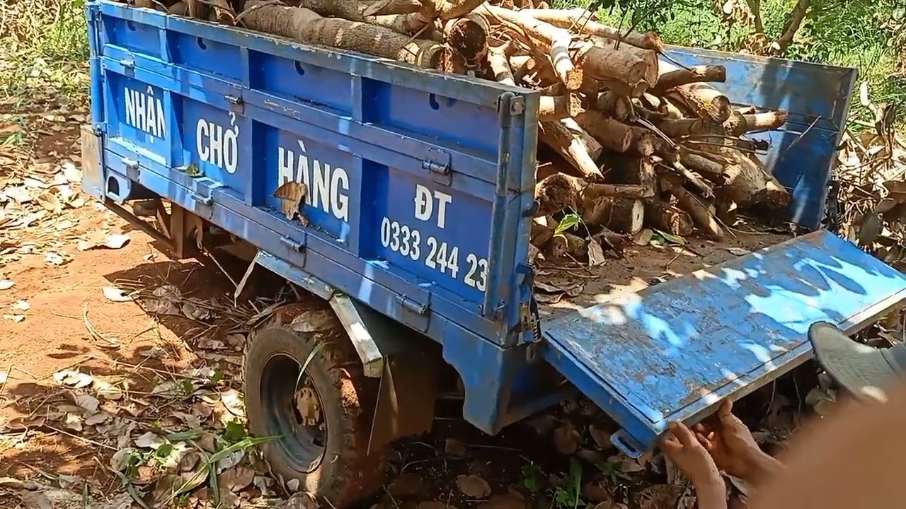 BA GÁC TIẾP TỤC BỐC CỦI ĐIỀU