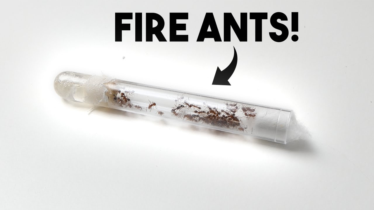 NEW EUROPEAN FIRE ANTS! - Myrmica Rubra Ant Colony Introduction