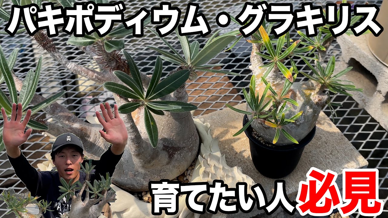パキポディウム グラキリス育てたい人見てください！！多肉植物が好きな人なら誰もが好きになってっもらえる植物！！Pachypodium Gracilius