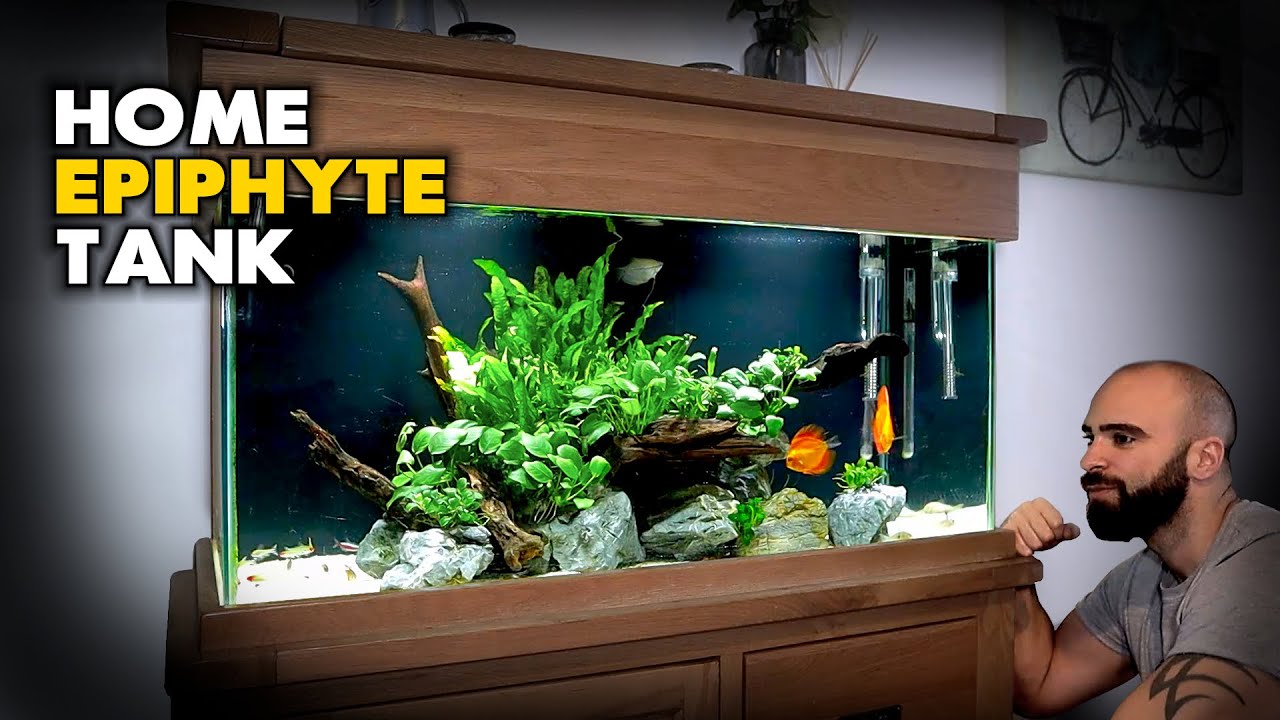 Aquascape Tutorial: Epiphyte Home Community Aquarium (How To: Step By Step Planted Aquarium Guide)