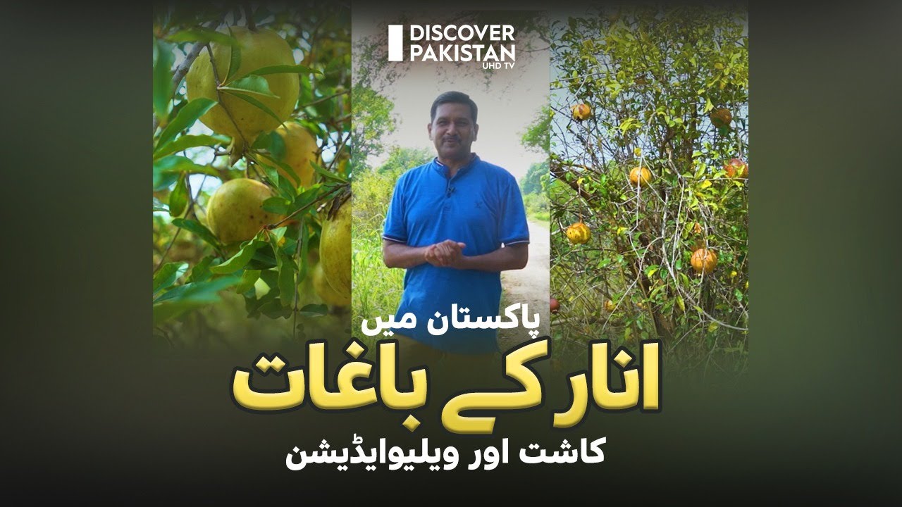 Fruit of Heaven Anar | Cultivation, Value Addition & Health Benefits | Kissan Ka Pakistan