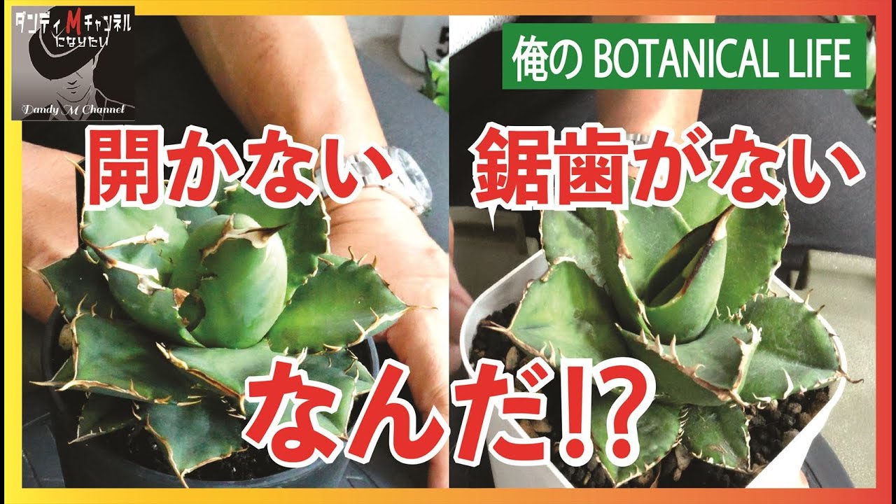 【どうして！】虫のせいなのか？一部のアガベがこんな状態に　葉が開かない　鋸歯が無い　有識者の方教えてください